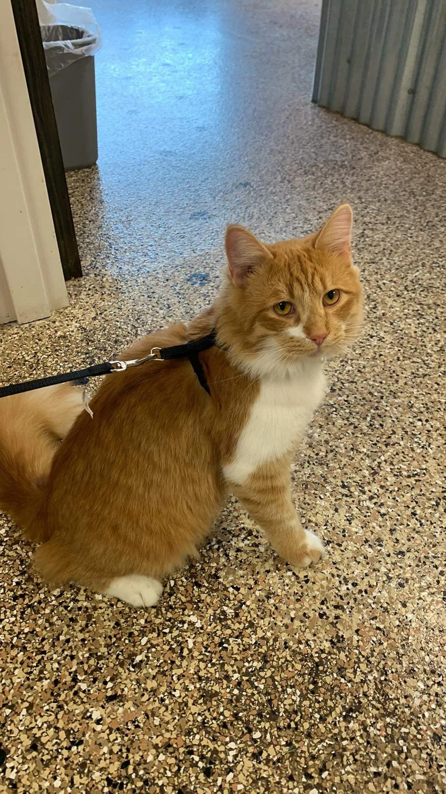 Lost cat in Albemarle, NC, 28001