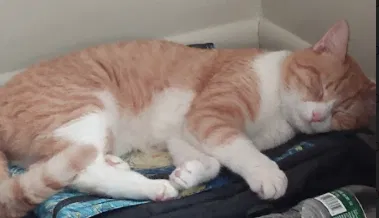 Lost cat in Fayetteville, NC, 28314