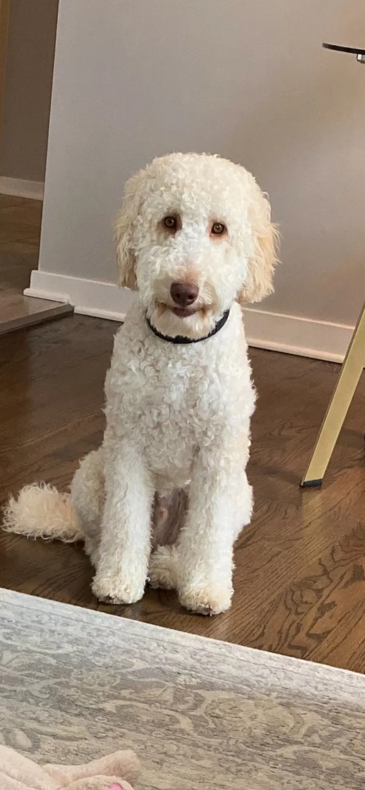 Lost dog in Melrose Park, IL, 60164