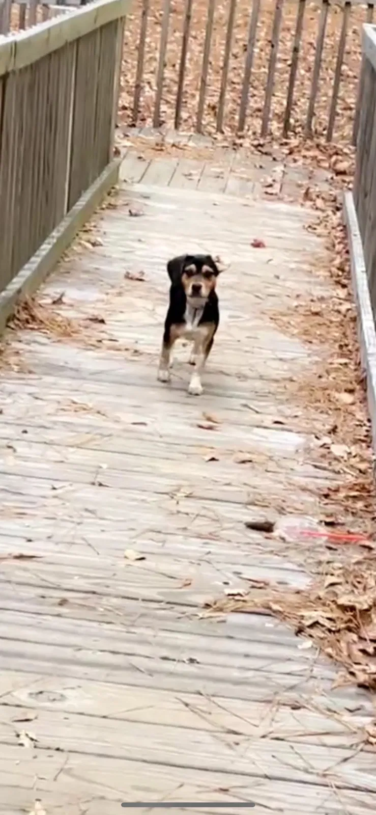 Lost dog in Columbia, SC, 29210