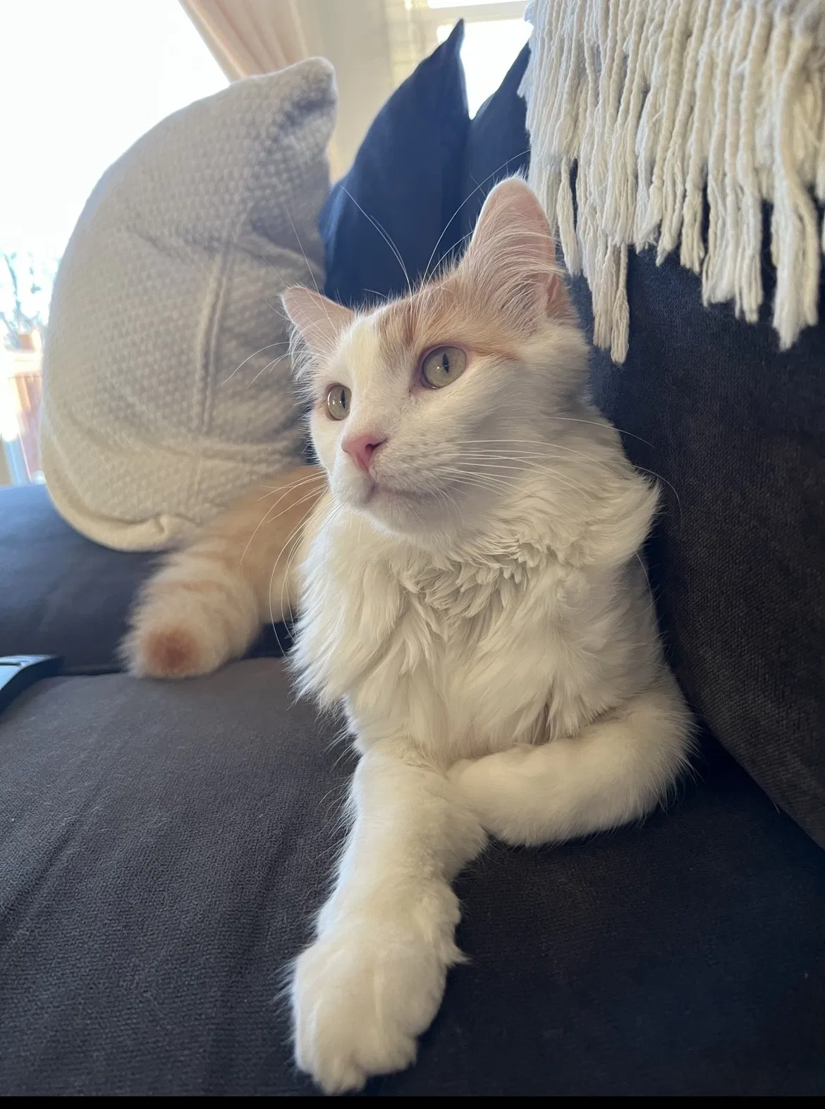 Lost cat in Virginia Beach, VA, 23451