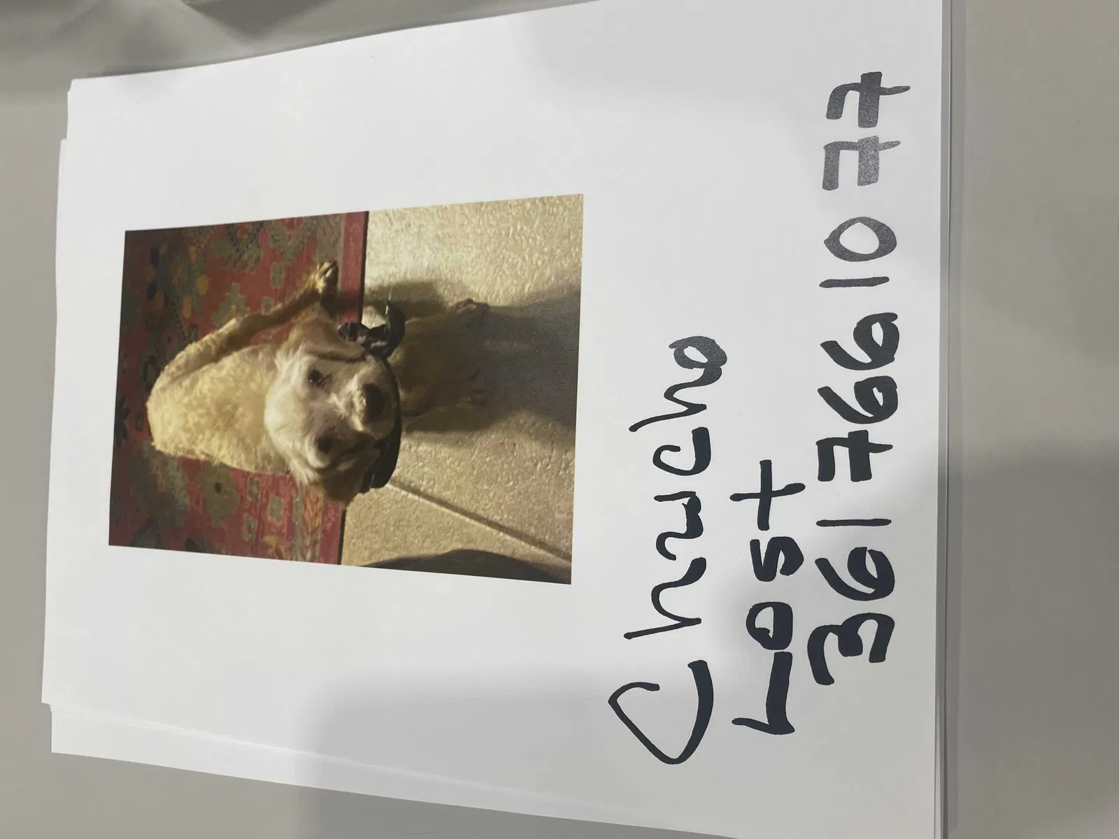 Lost dog in San Antonio, TX, 78244