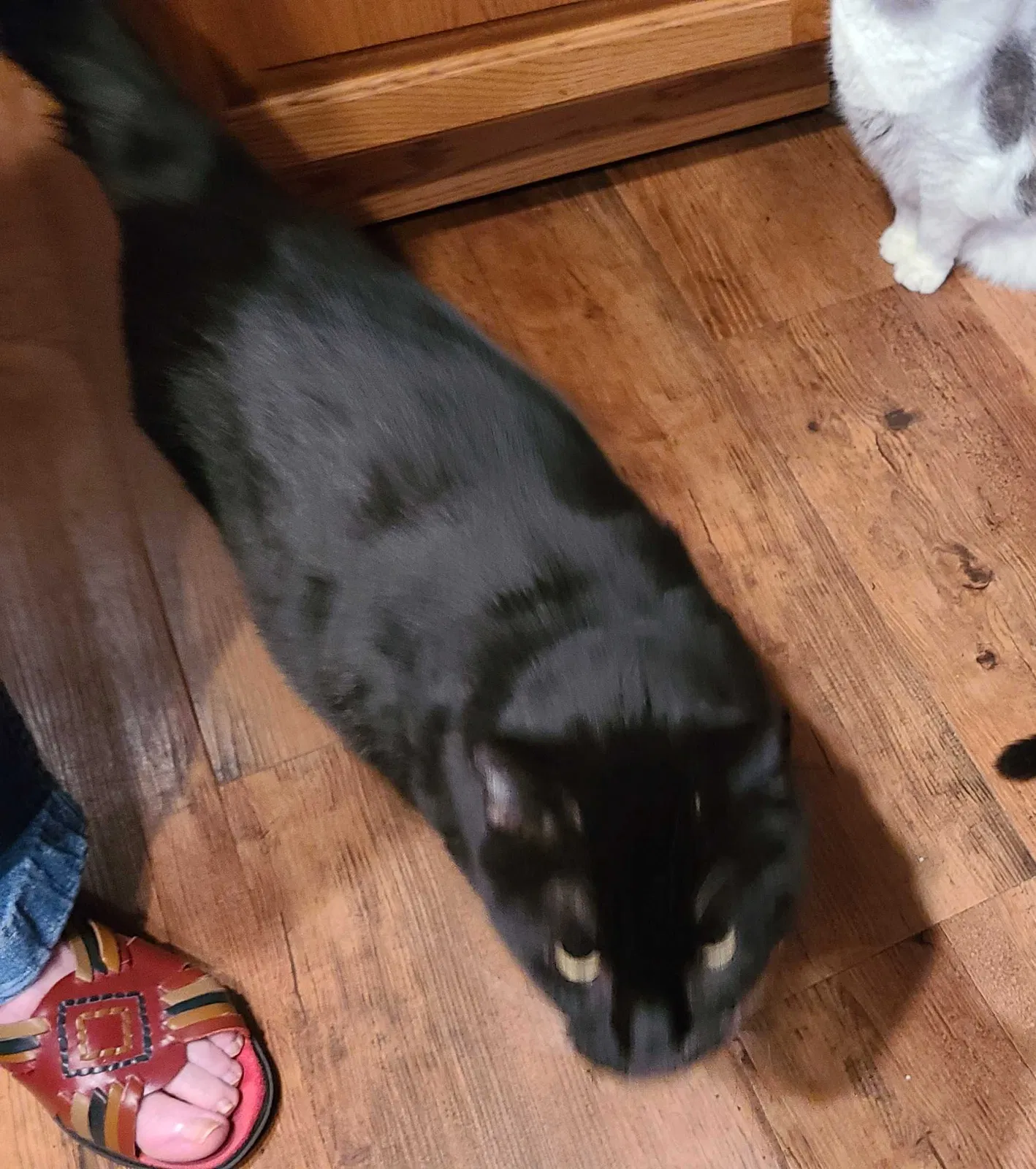 Lost cat in Almont, MI, 48003