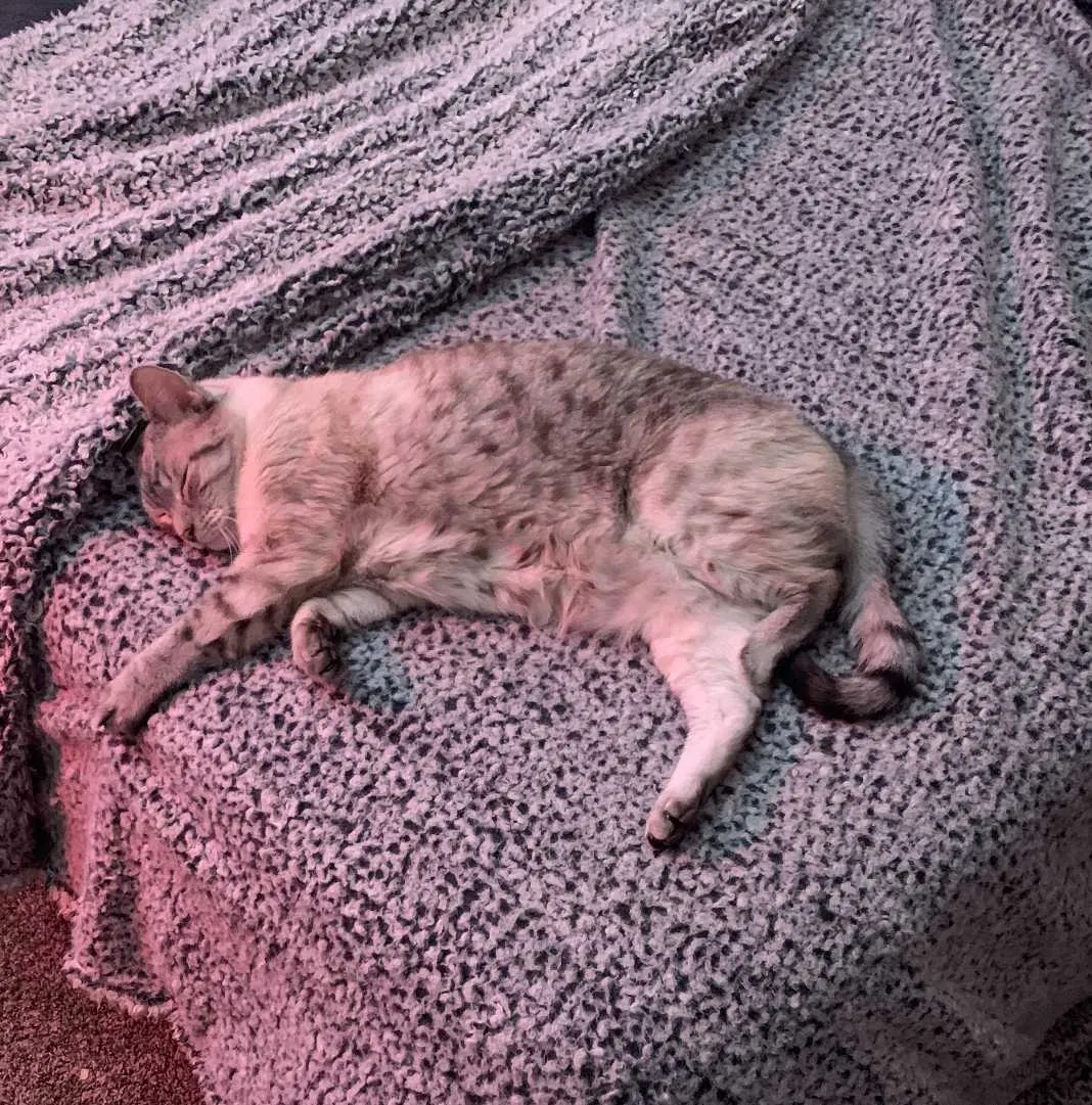 Lost cat in Peoria, AZ, 85383
