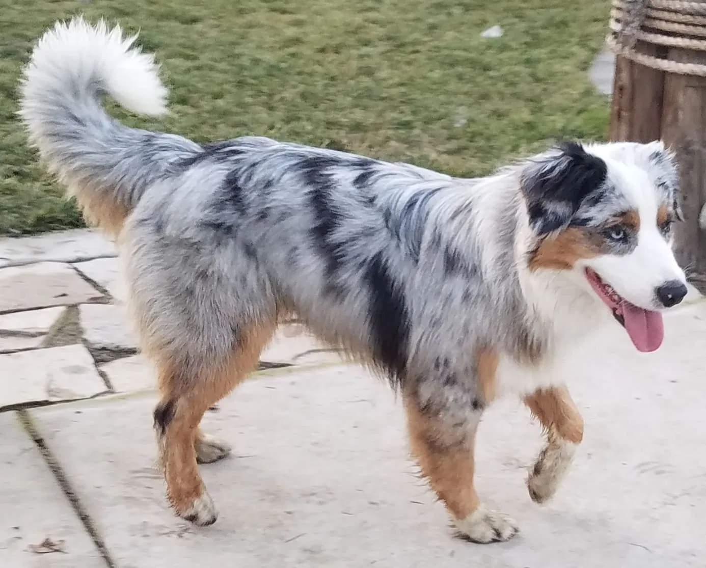 Lost dog in Modesto, CA, 95358