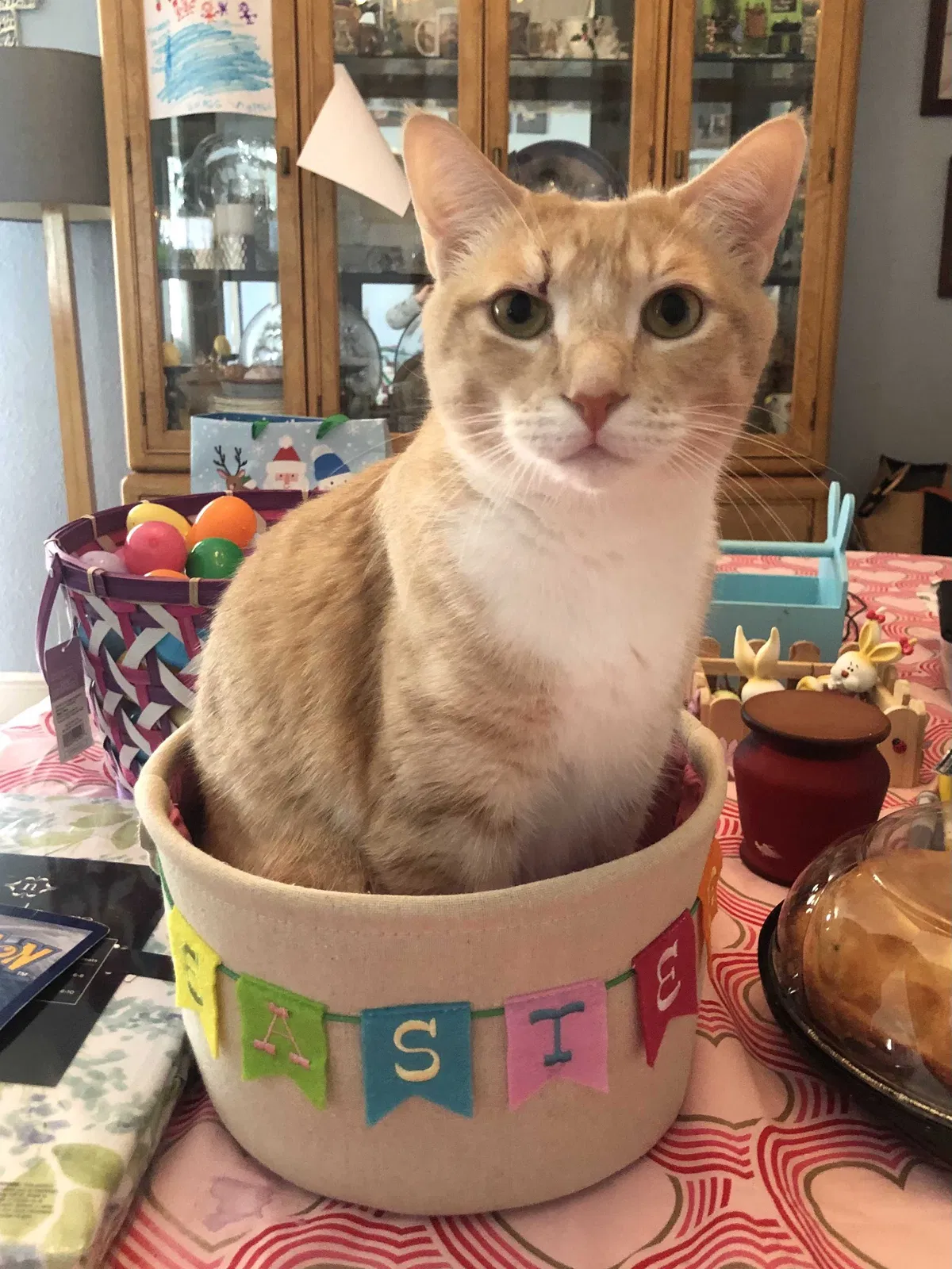 Lost cat in Middletown, MD, 21769