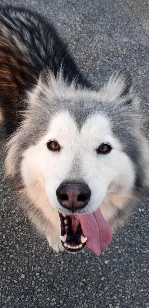 Lost dog in Macon, GA, 31216