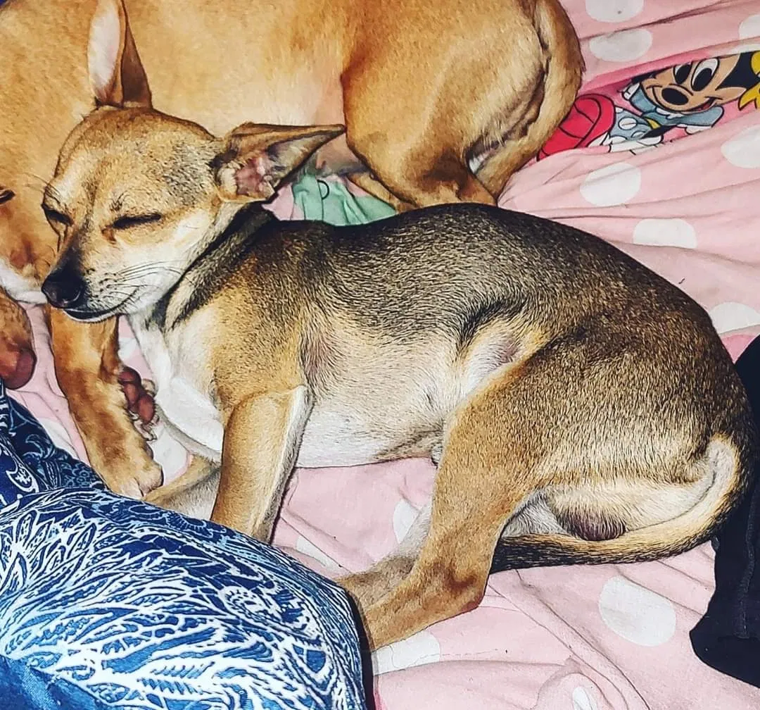Lost dog in El Paso, TX, 79938
