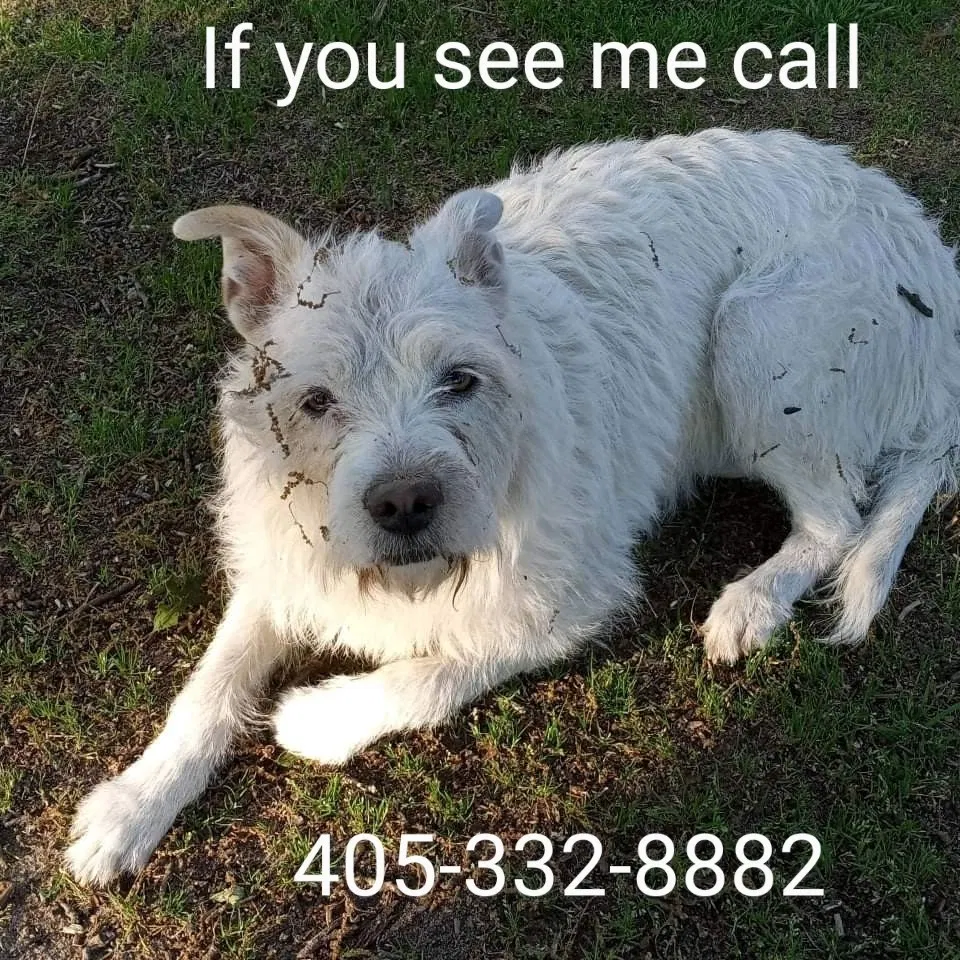 Lost dog in Oklahoma City, OK, 73127