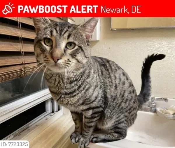 Lost cat in Newark, DE, 19711