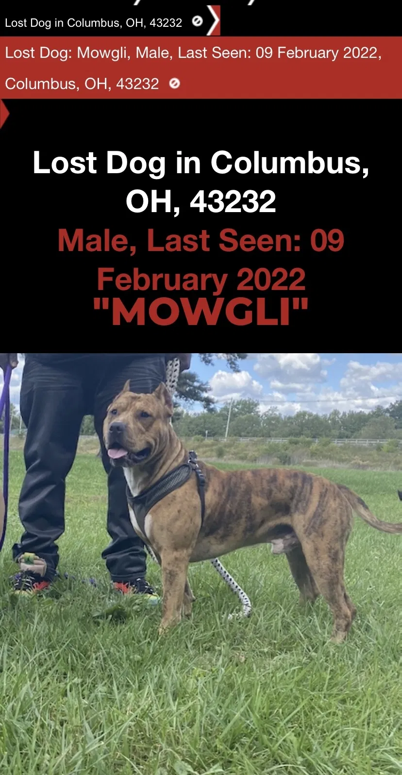 Found dog in Columbus, OH, 43232
