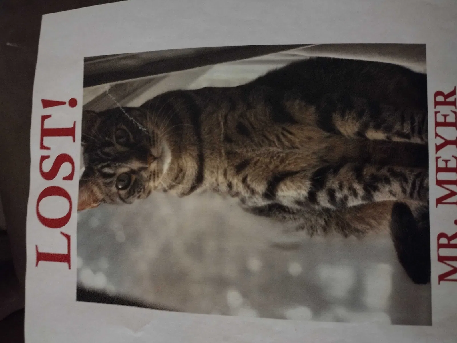 Lost cat in Vancouver, WA, 98683