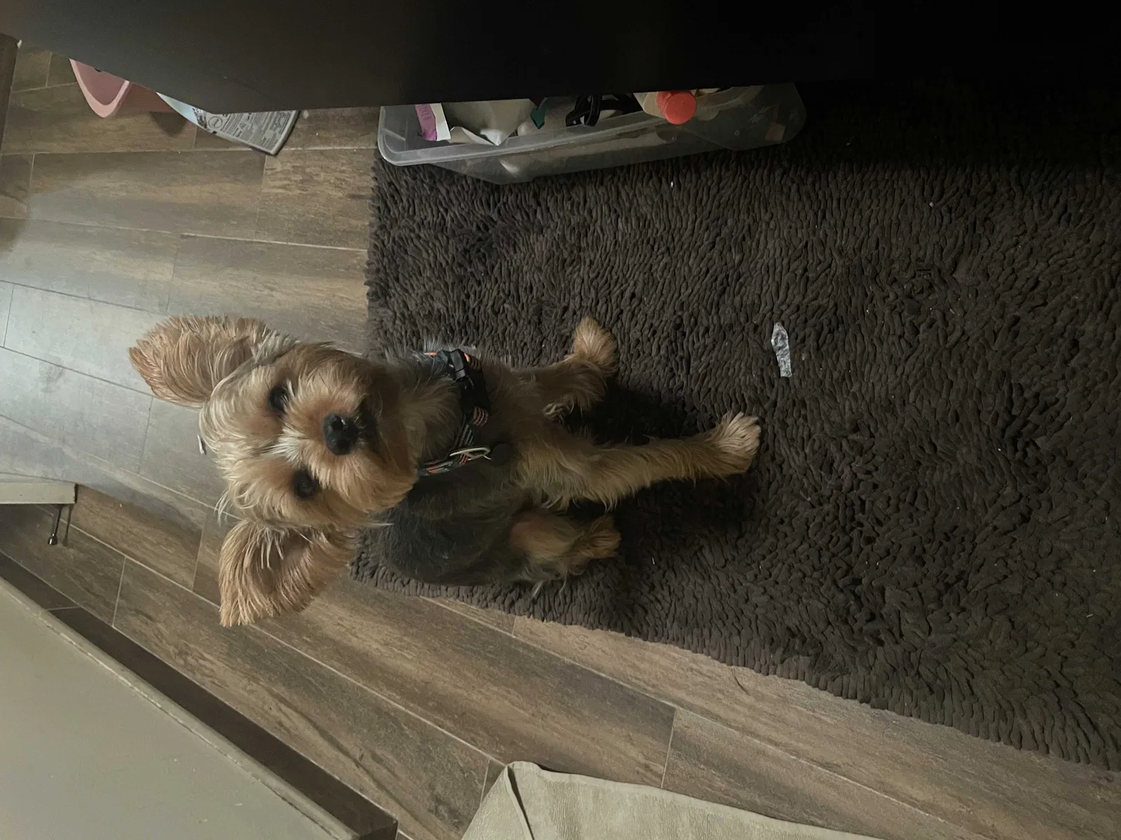Lost dog in Los Angeles, CA, 90043