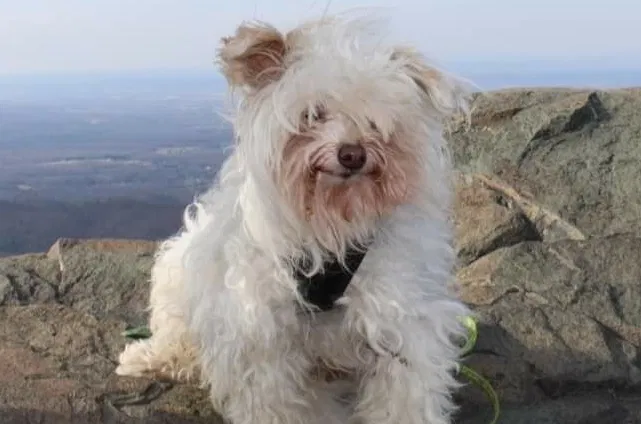 Lost dog in Richmond, VA, 23225