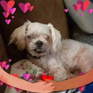 Lost dog in Davis, OK, 73030
