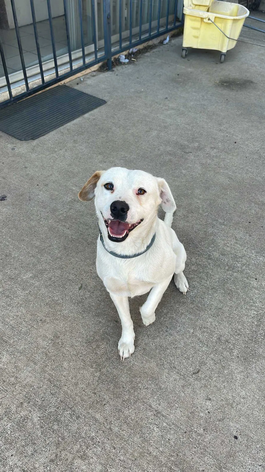 Lost dog in San Ysidro, CA, 92173