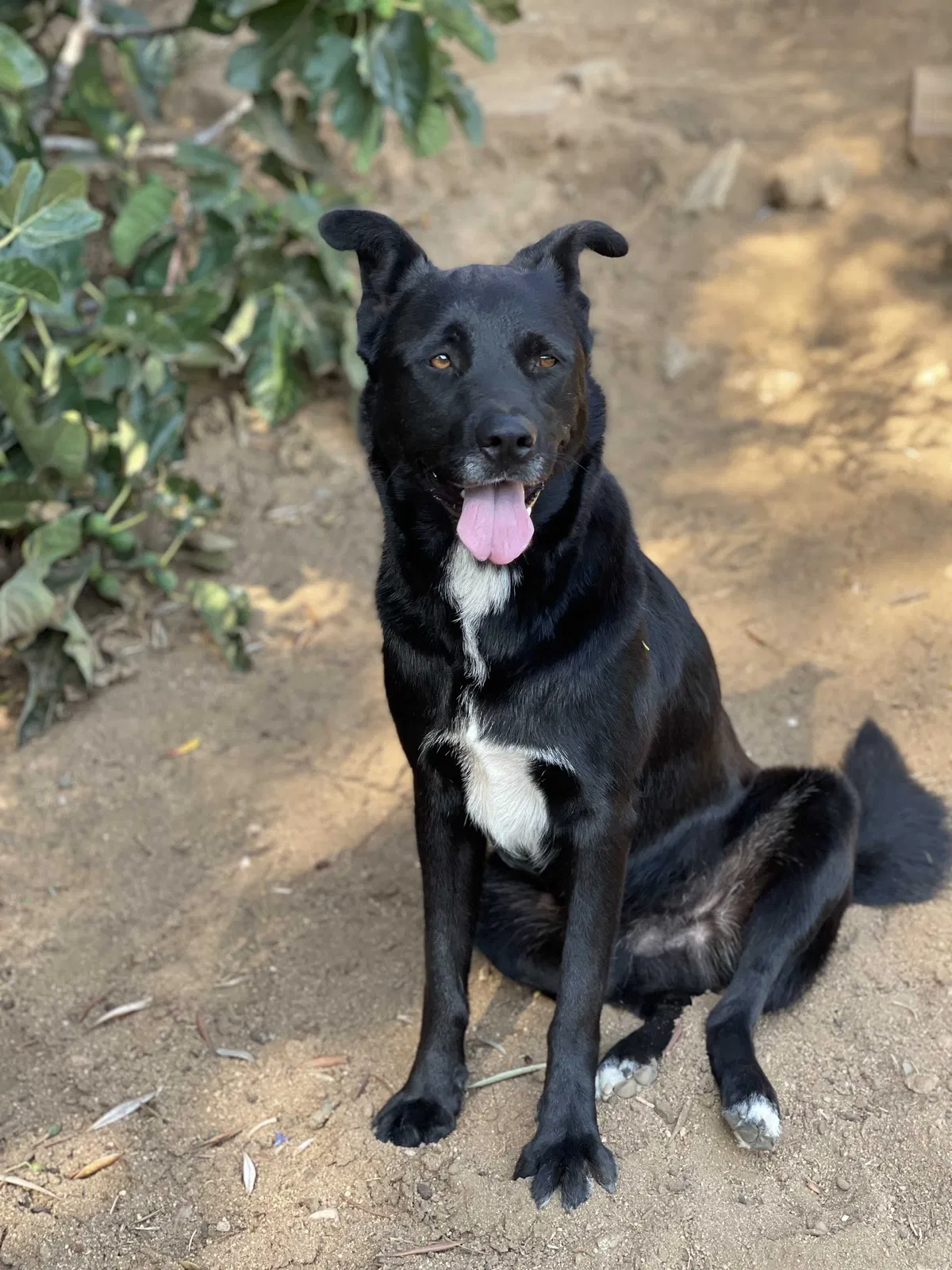 Lost dog in San Ysidro, CA, 92173