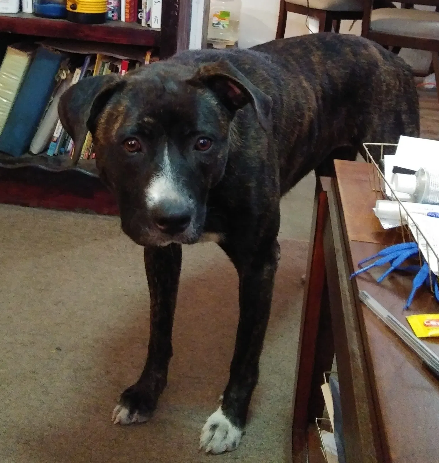 Lost dog in Corpus Christi, TX, 78410