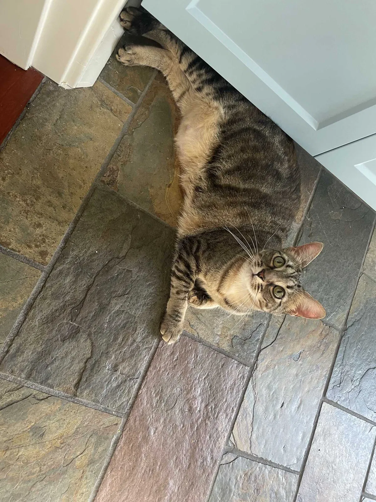 Lost cat in Tampa, FL, 33611
