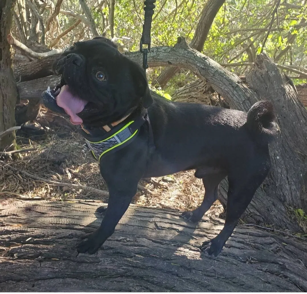 Lost dog in Brownsville, TX, 78520