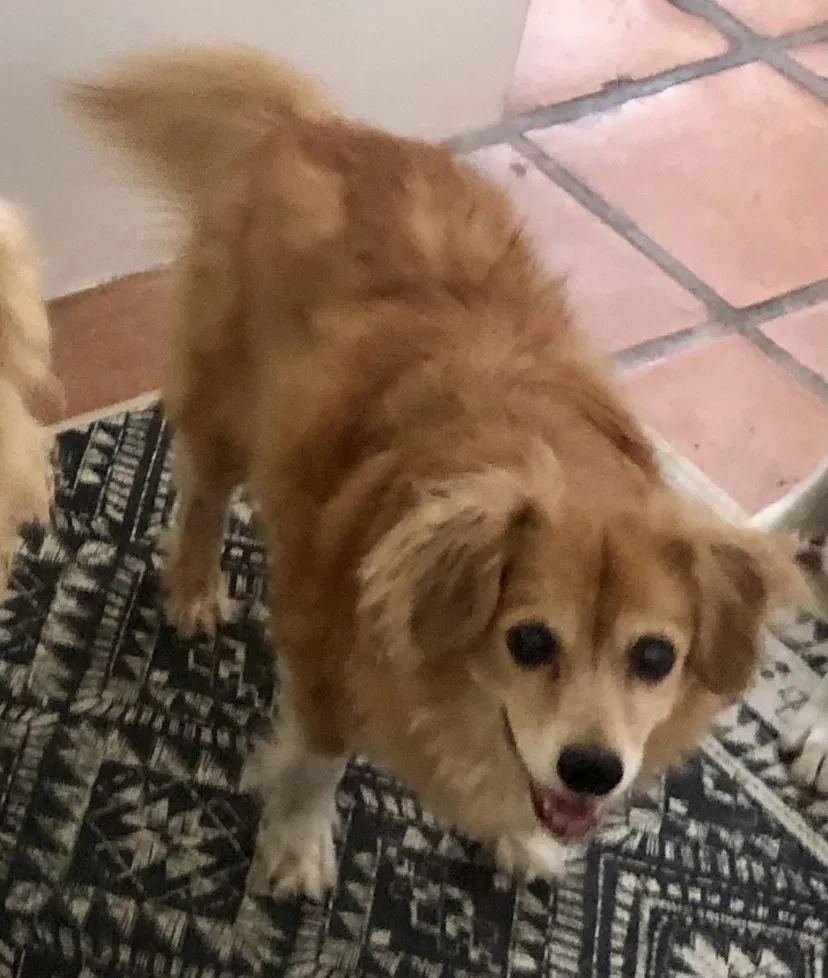 Lost dog in Corpus Christi, TX, 78404