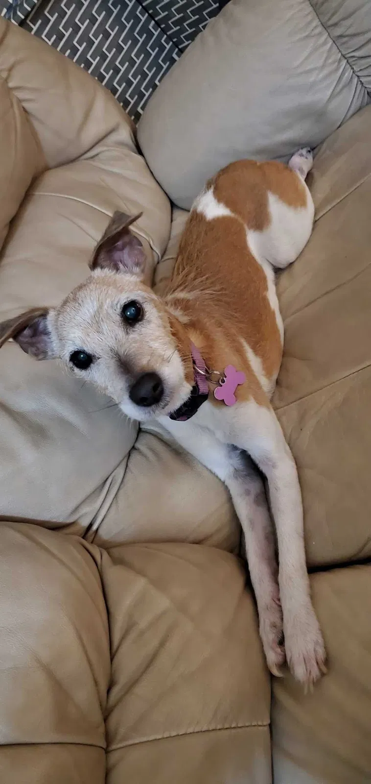 Lost dog in Scottsdale, AZ, 85251