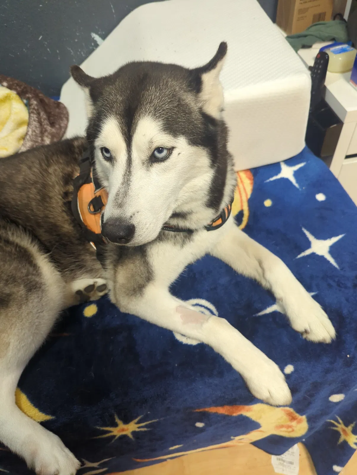 Lost dog in Los Angeles, CA, 90018