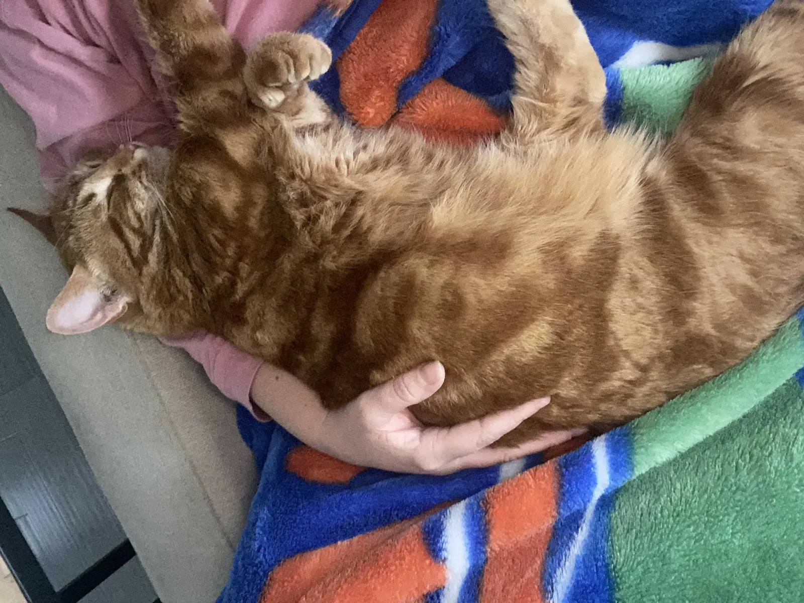Lost cat in Chesapeake, VA, 23322