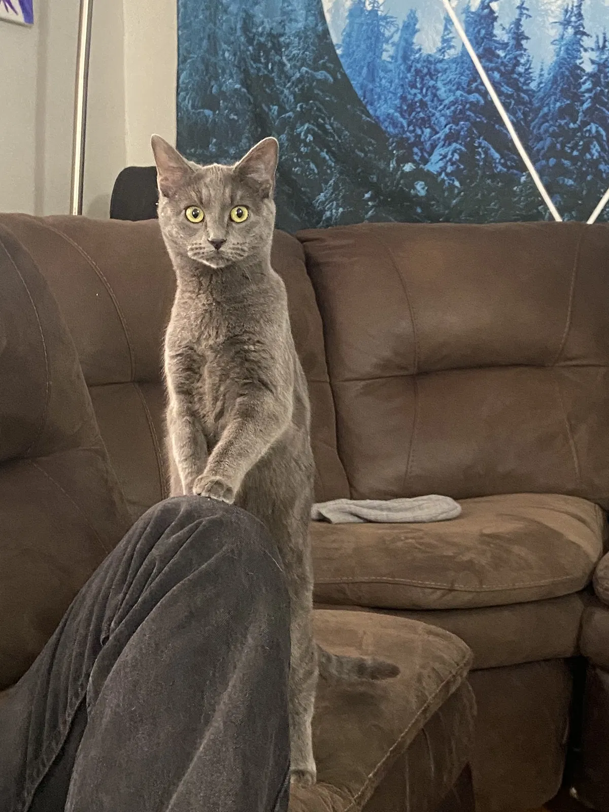 Lost cat in Wichita, KS, 67203