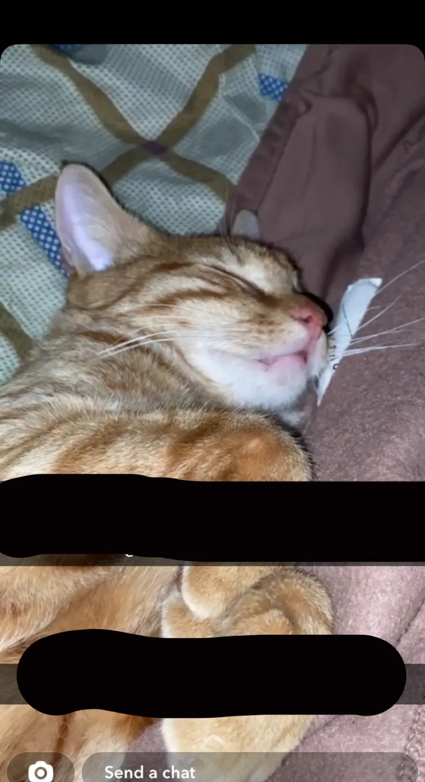 Lost cat in Union City, NJ, 7087