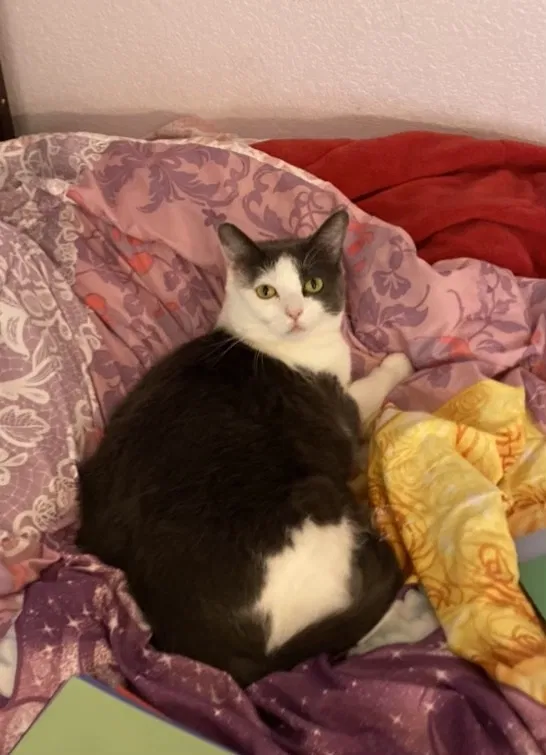 Lost cat in Penngrove, CA, 94951
