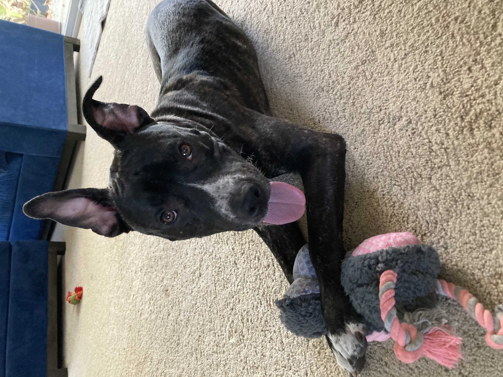 Lost dog in San Diego, CA, 92110