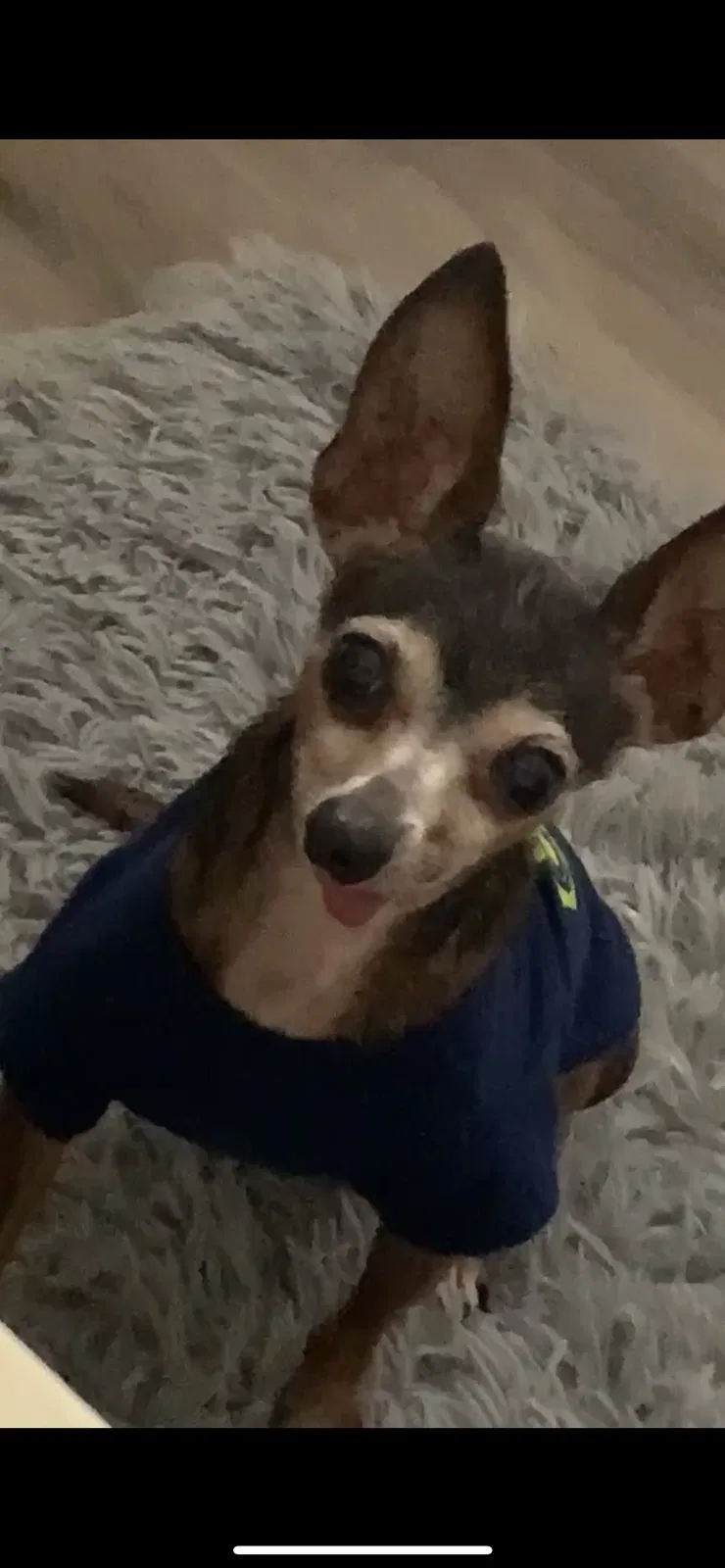 Lost dog in Stockton, CA, 95209