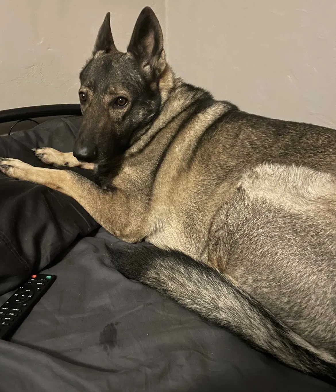 Lost dog in Riverside, CA, 92506