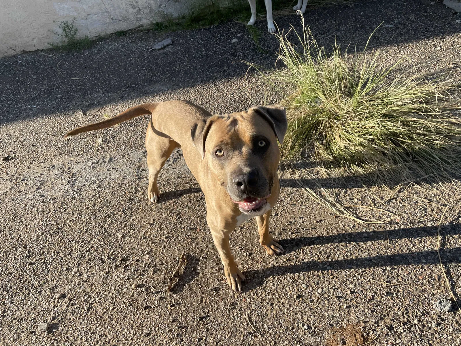 Lost dog in Belen, NM, 87002