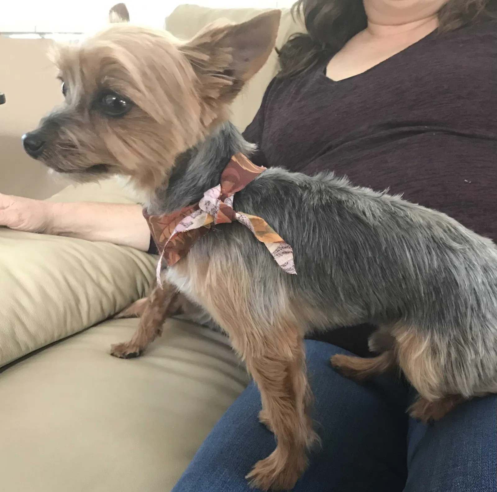 Lost dog in Corona, CA, 92879