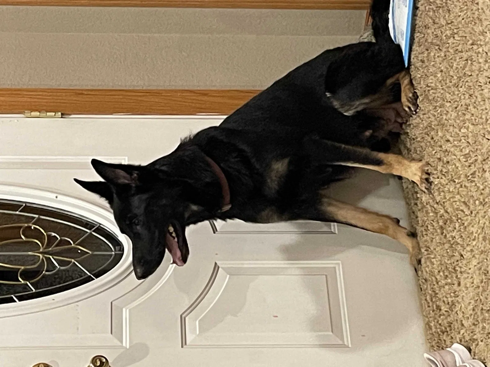 Lost dog in Viborg, SD, 57070