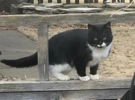 Found cat in Sioux Falls, SD, 57105