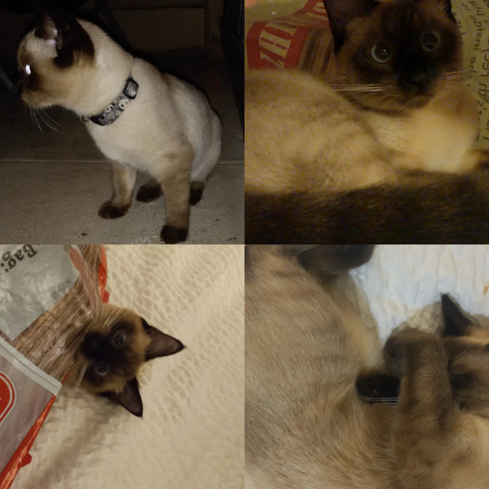Lost cat in Austin, TX, 78759