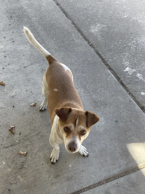 Lost dog in Stockton, CA, 95206