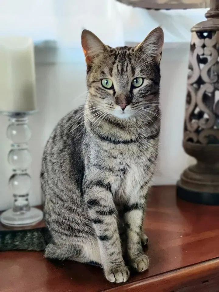 Lost cat in Pinole, CA, 94564