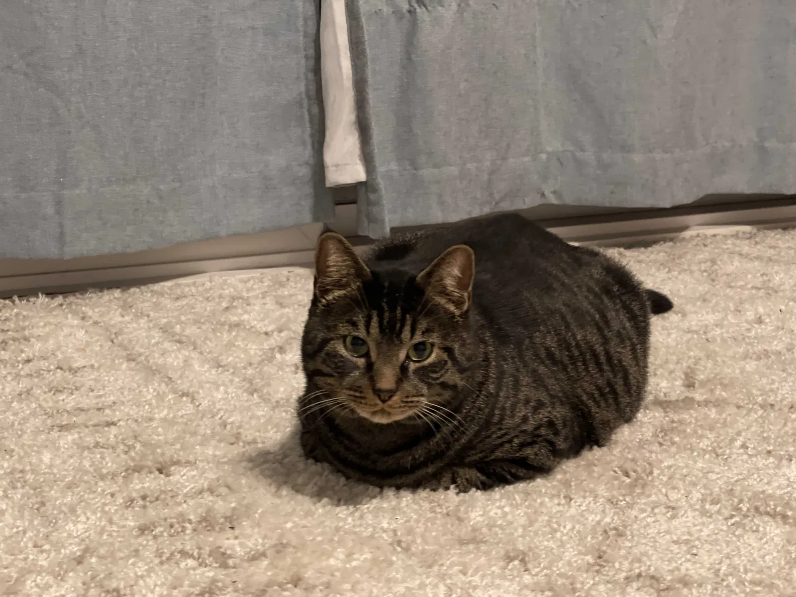 Lost cat in San Diego, CA, 92108