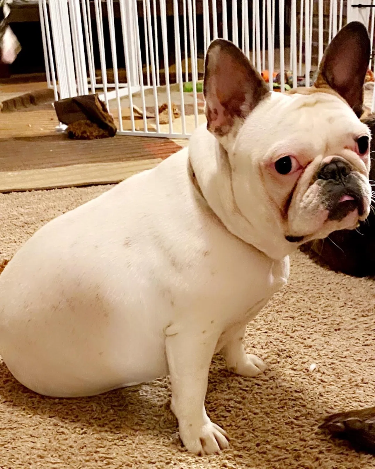 Lost dog in Pomona, KS, 66076