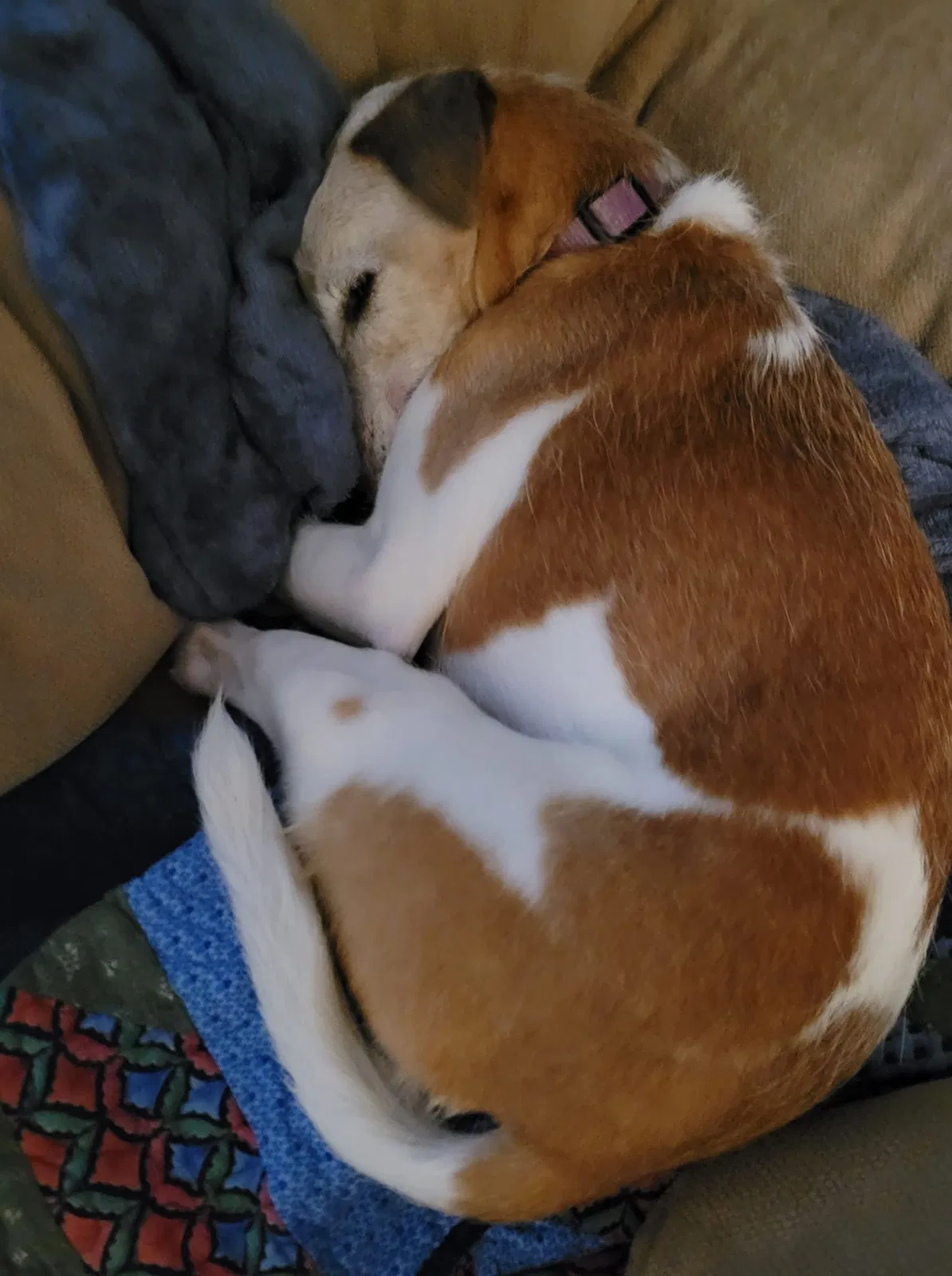 Lost dog in Scottsdale, AZ, 85251