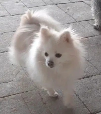 Lost dog in Stockton, CA, 95209
