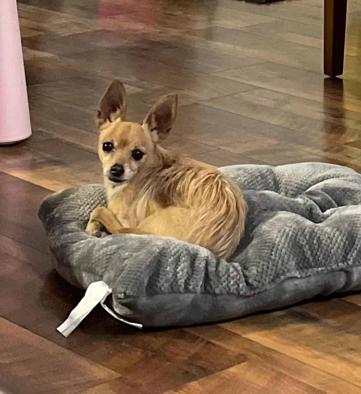 Lost dog in Albuquerque, NM, 87107