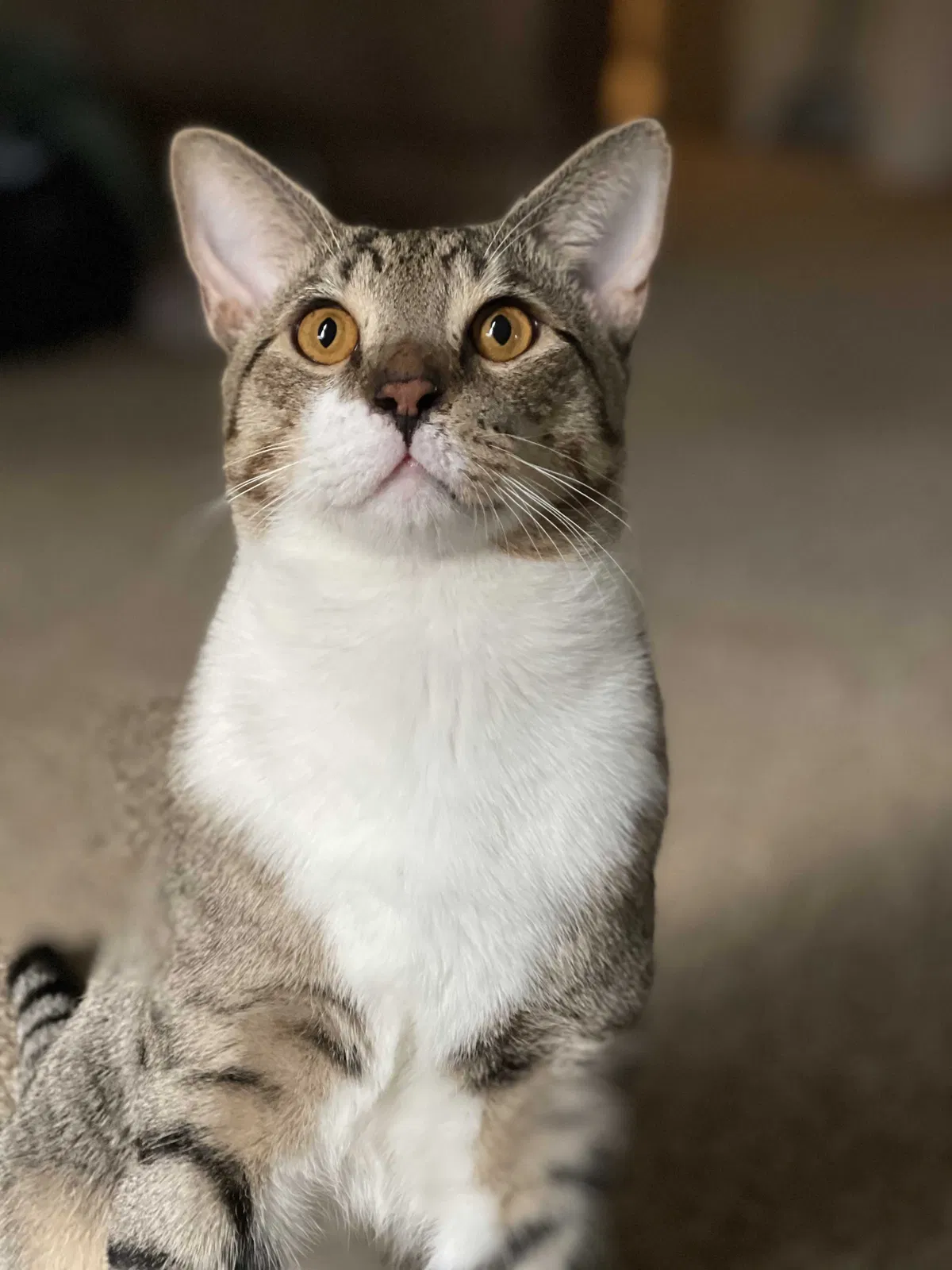 Lost cat in Maitland, FL, 32751