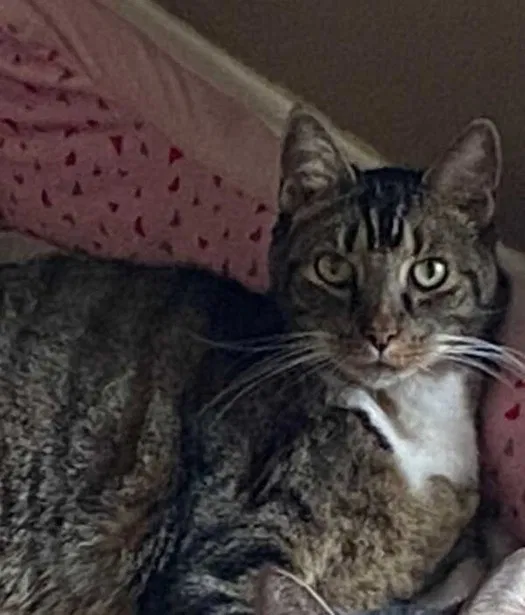 Lost cat in Tampa, FL, 33629