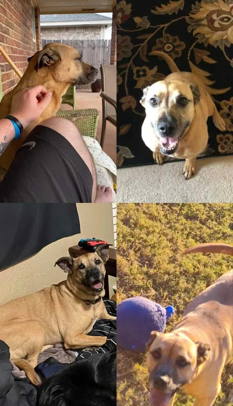 Lost dog in Oklahoma City, OK, 73170