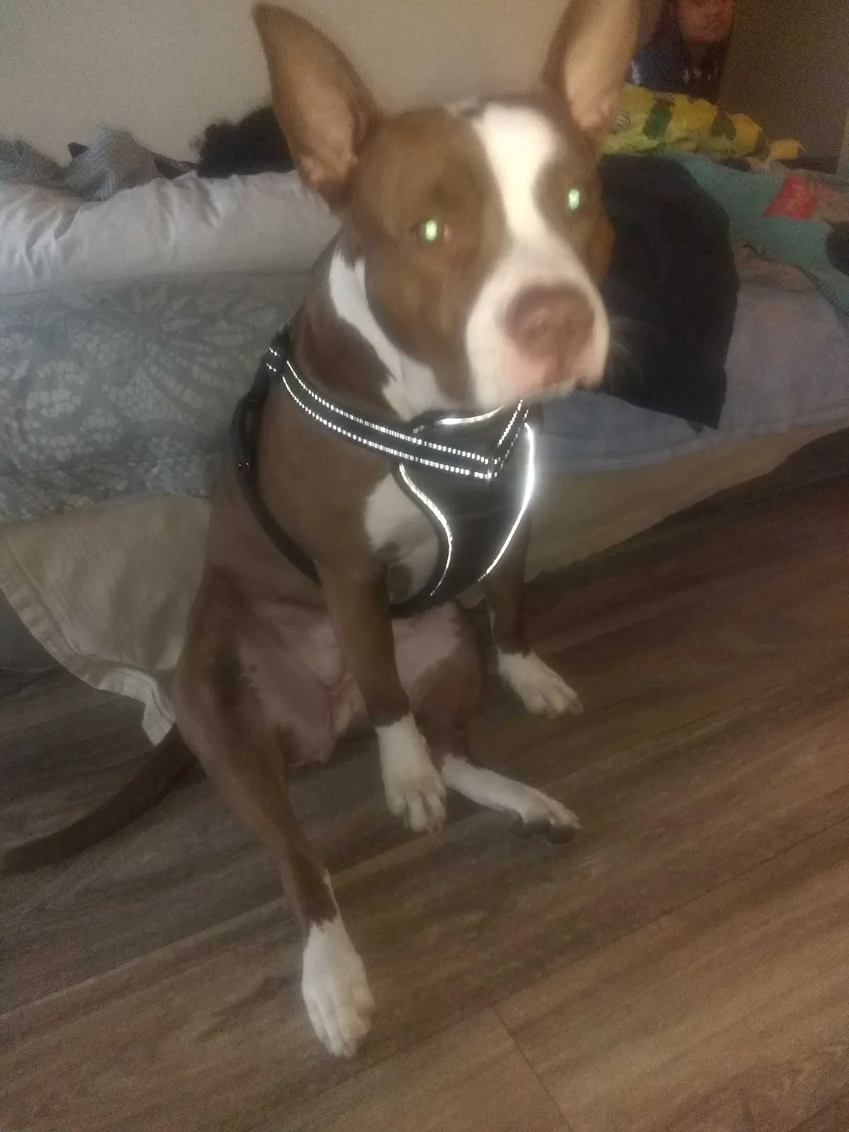 Lost dog in Las Vegas, NV, 89169